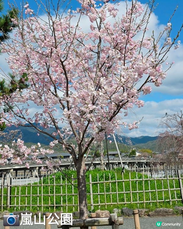 嵐山賞櫻一日遊🌸快閃攻略！