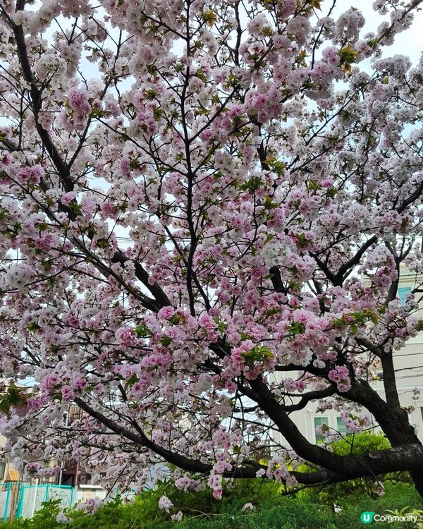 🌸我愛花花🌸之東賞櫻2025