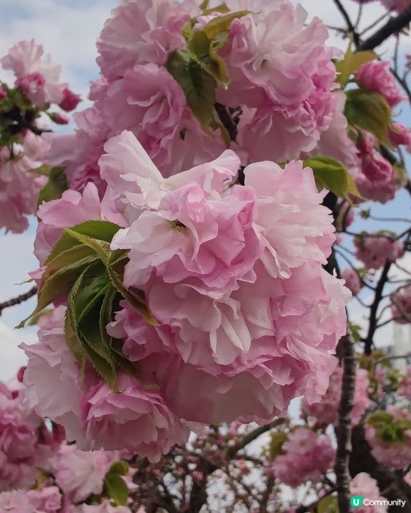 🌸我愛花花🌸之東賞櫻2025