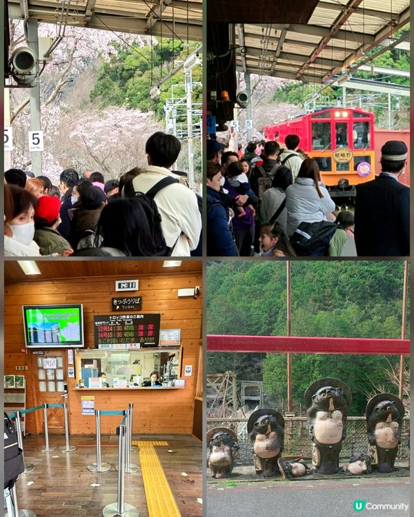 嵐山賞櫻一日遊🌸快閃攻略！