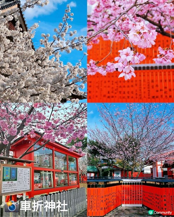 嵐山賞櫻一日遊🌸快閃攻略！