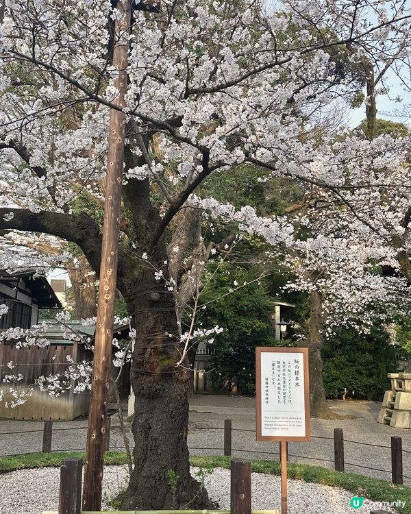 東京靖國神社🌸  櫻花盛放，美不勝收！