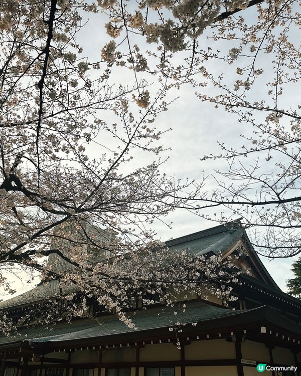 東京靖國神社🌸  櫻花盛放，美不勝收！