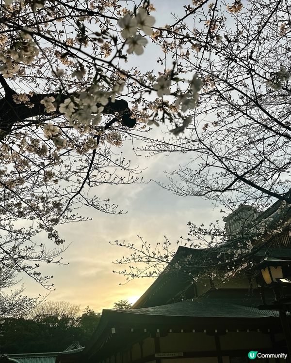 東京靖國神社🌸  櫻花盛放，美不勝收！