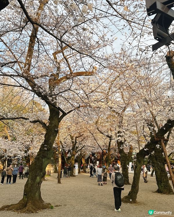 東京靖國神社🌸  櫻花盛放，美不勝收！