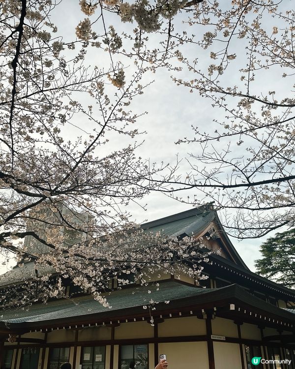 東京靖國神社🌸  櫻花盛放，美不勝收！
