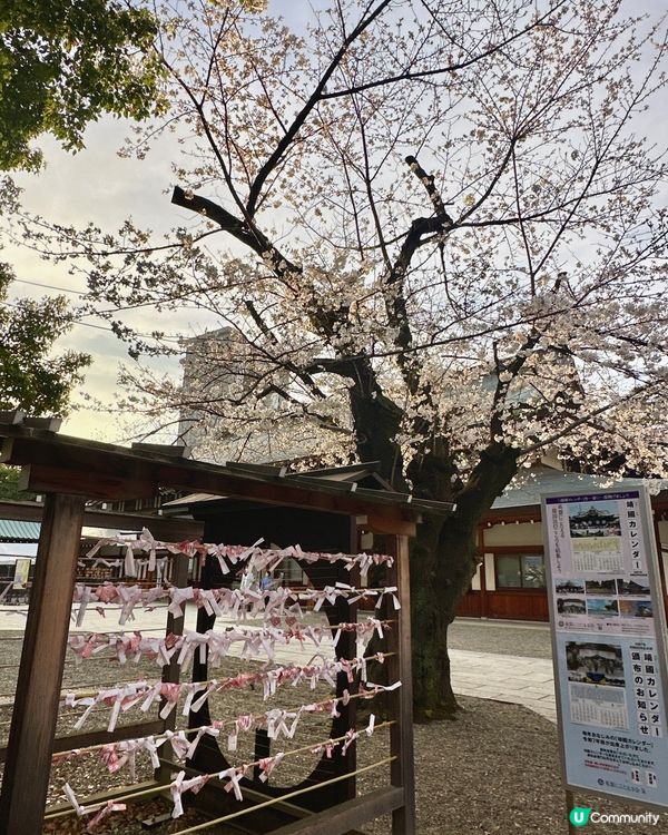東京靖國神社🌸  櫻花盛放，美不勝收！