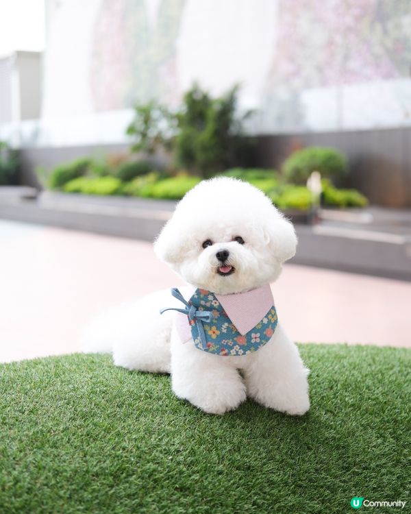 呢度新增咗寵物公園 有幾多人知？？