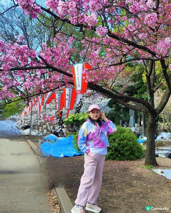 🌸我愛花花🌸之東賞櫻2025