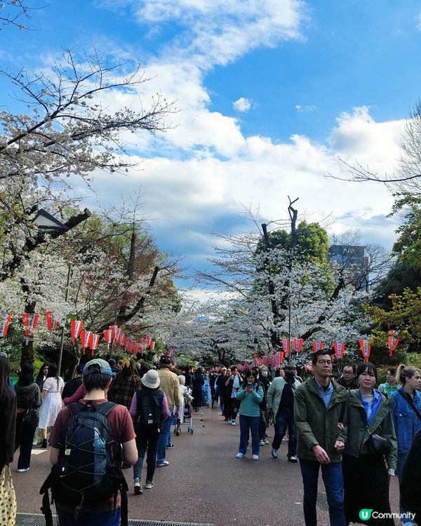 🌸我愛花花🌸之東賞櫻2025