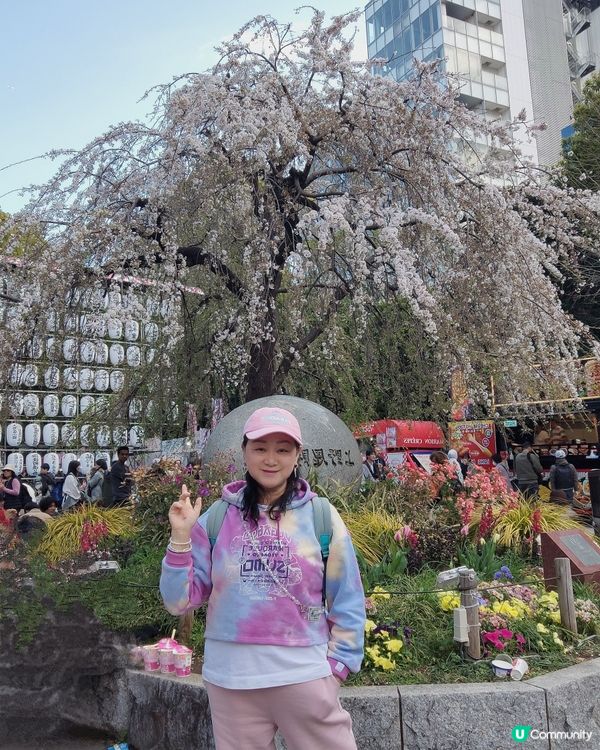 🌸我愛花花🌸之東賞櫻2025