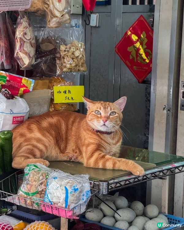 坪洲一日放空行｜放慢步調遇上的貓咪與港式茶記