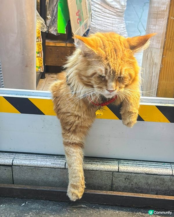 坪洲一日放空行｜放慢步調遇上的貓咪與港式茶記