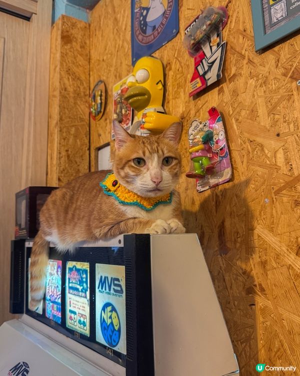 坪洲一日放空行｜放慢步調遇上的貓咪與港式茶記