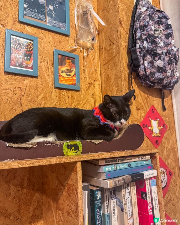 坪洲一日放空行｜放慢步調遇上的貓咪與港式茶記