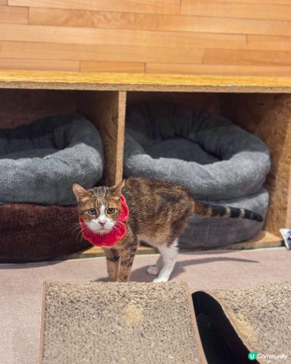 坪洲一日放空行｜放慢步調遇上的貓咪與港式茶記