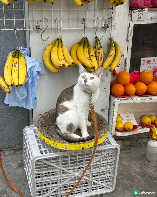 新蒲崗水果店貓貓🐱  吉卜力風格