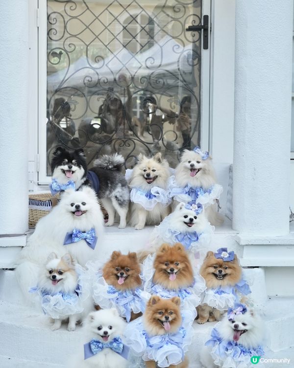 復活節人寵狂歡祭