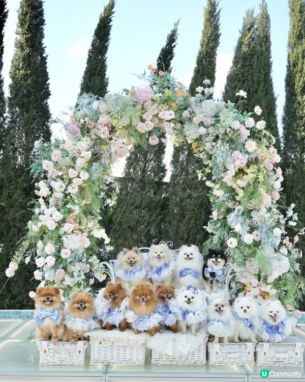 復活節人寵狂歡祭