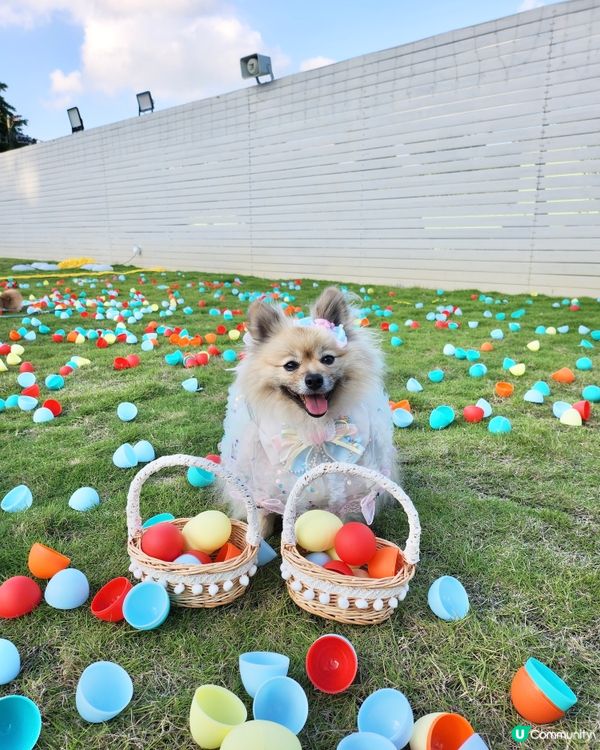 復活節人寵狂歡祭