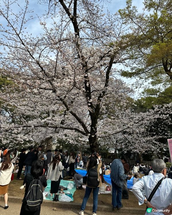 櫻花🌸之旅，GOGOGO🌬️🌬️🌬️