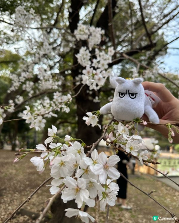 櫻花🌸之旅，GOGOGO🌬️🌬️🌬️