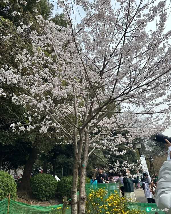 櫻花🌸之旅，GOGOGO🌬️🌬️🌬️