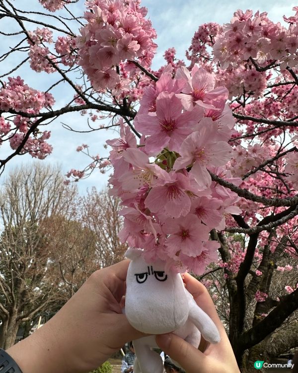 櫻花🌸之旅，GOGOGO🌬️🌬️🌬️