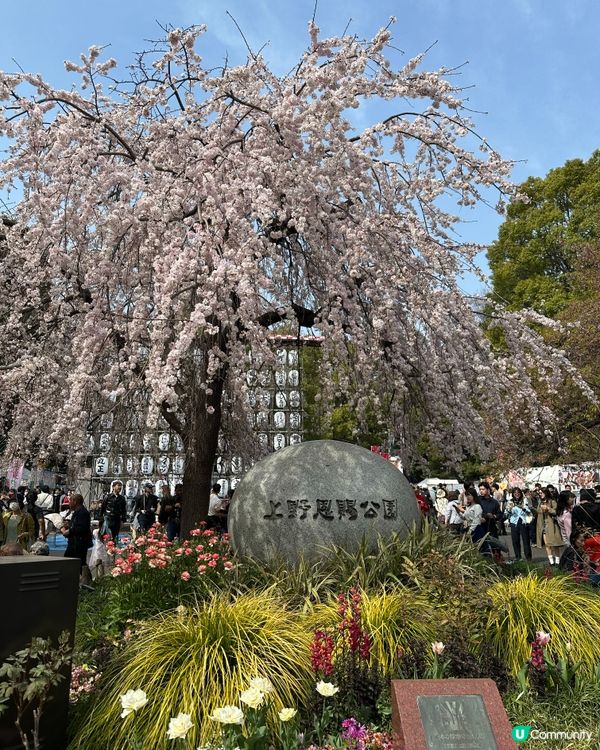 櫻花🌸之旅，GOGOGO🌬️🌬️🌬️