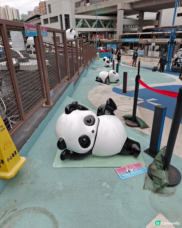 熊貓，熊貓，全部都係熊貓。來到觀塘一定要去尼到打卡。可愛的熊...