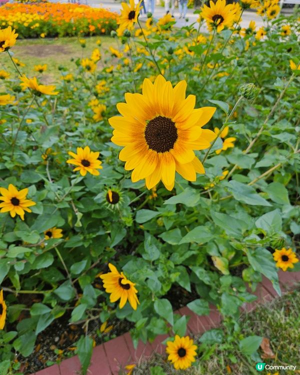 北海道嘅花真係好靚 隨便 喺札幌大通逛一逛已經好多 七彩繽紛...