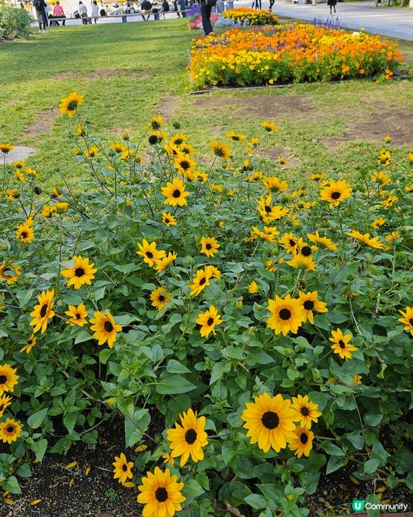 北海道嘅花真係好靚 隨便 喺札幌大通逛一逛已經好多 七彩繽紛...