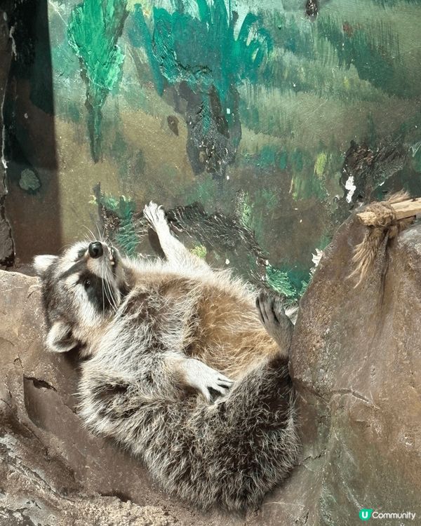珠海印象城除咗有山姆之外 仲有間西遊動物園 入邊有好多小動物...