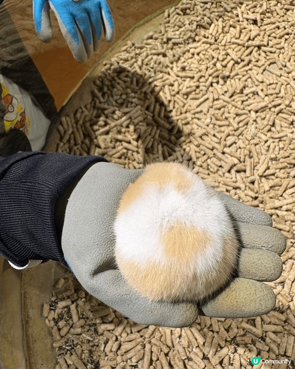 珠海印象城除咗有山姆之外 仲有間西遊動物園 入邊有好多小動物...