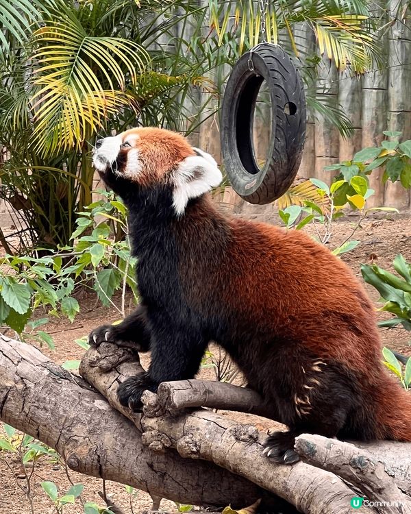 深圳野生動物園好好玩，有好多種動物，適合一家大小。仲有港人優...