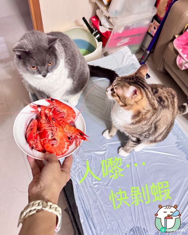 兩隻為食貓😸😺