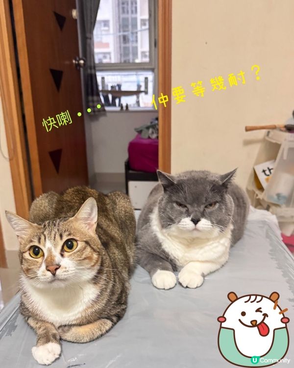 兩隻為食貓😸😺