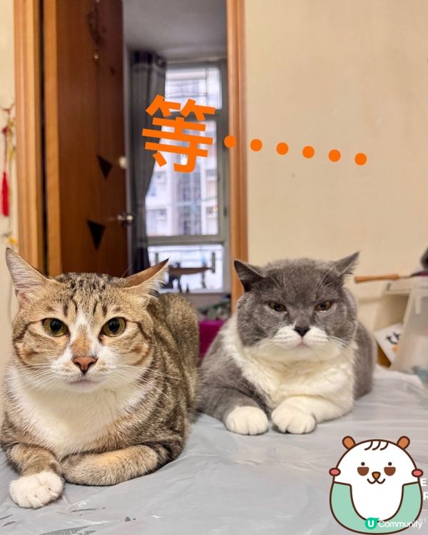 兩隻為食貓😸😺