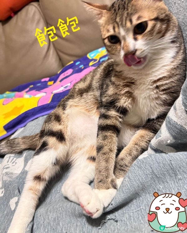 兩隻為食貓😸😺