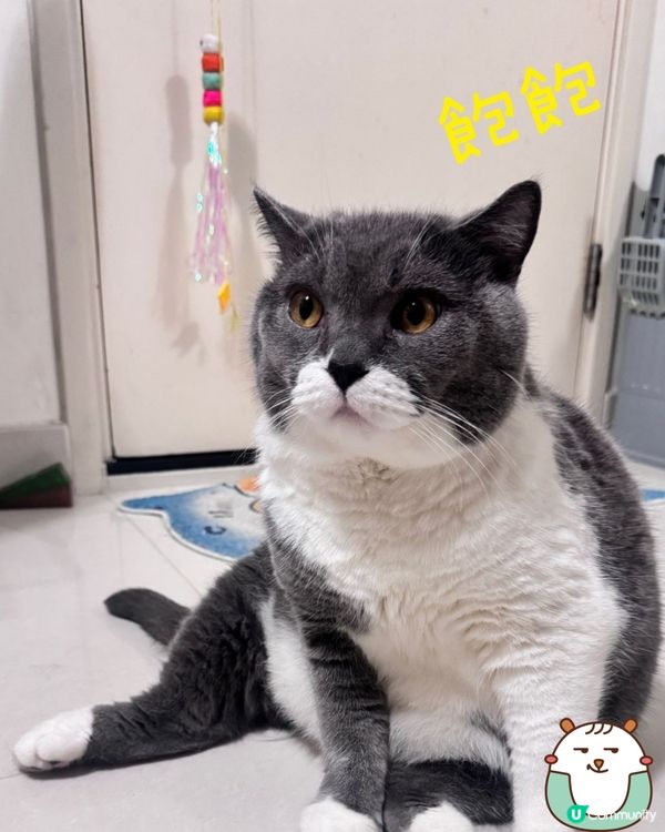 兩隻為食貓😸😺