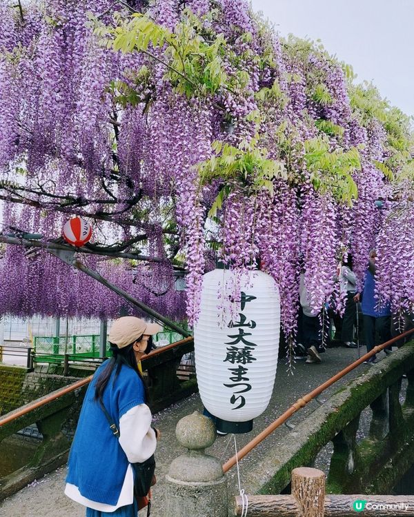 福岡紫藤花🌸  美到爆！