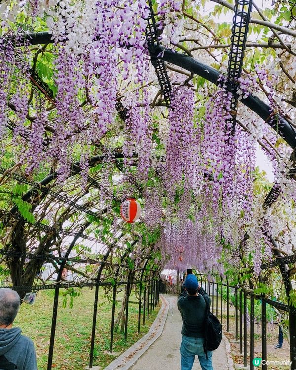 福岡紫藤花🌸  美到爆！