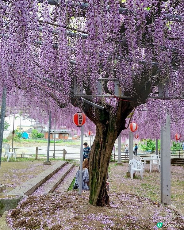 福岡紫藤花🌸  美到爆！