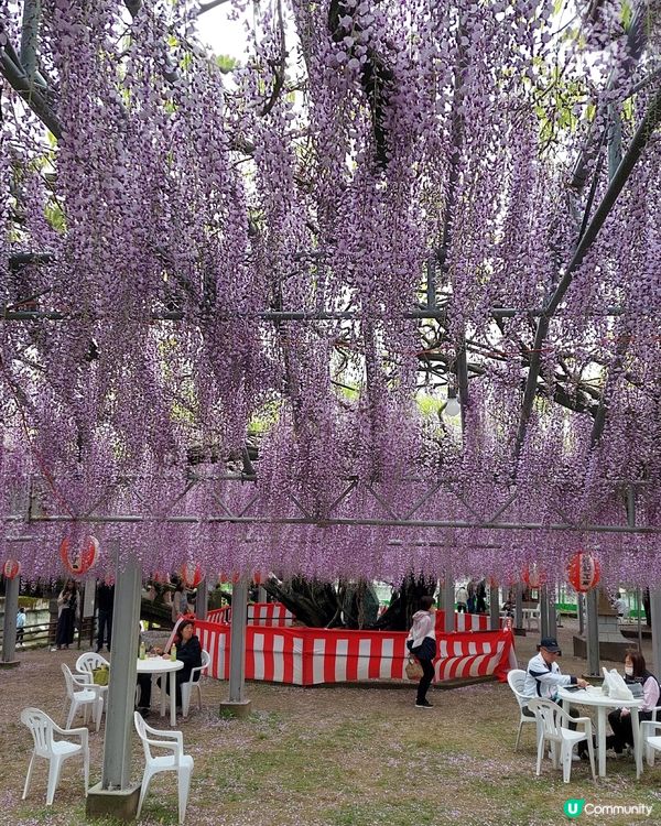 福岡紫藤花🌸  美到爆！