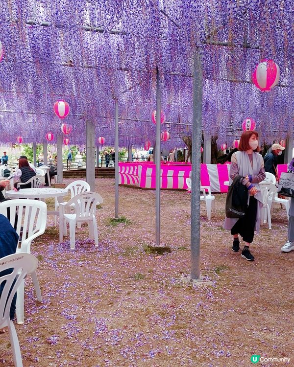 福岡紫藤花🌸  美到爆！