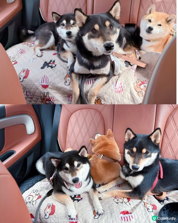 👟Skechers Friendship Walk 2025