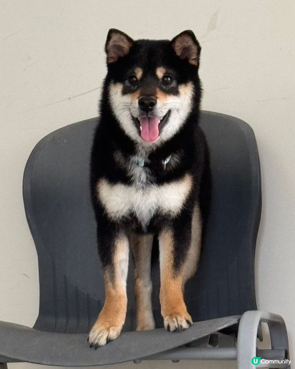 好可愛既柴柴呀！💕💕