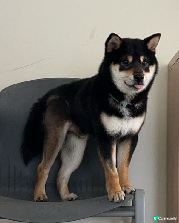 好可愛既柴柴呀！💕💕