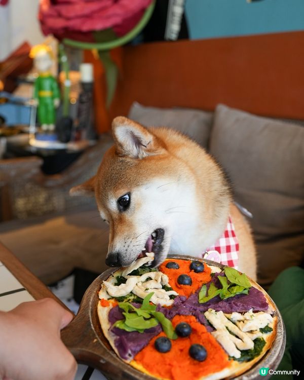 狗狗8吋寵物Pizza🍕