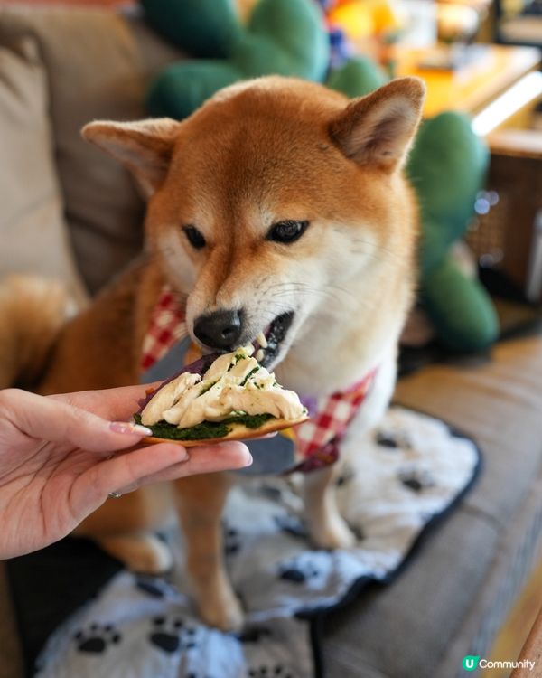 狗狗8吋寵物Pizza🍕